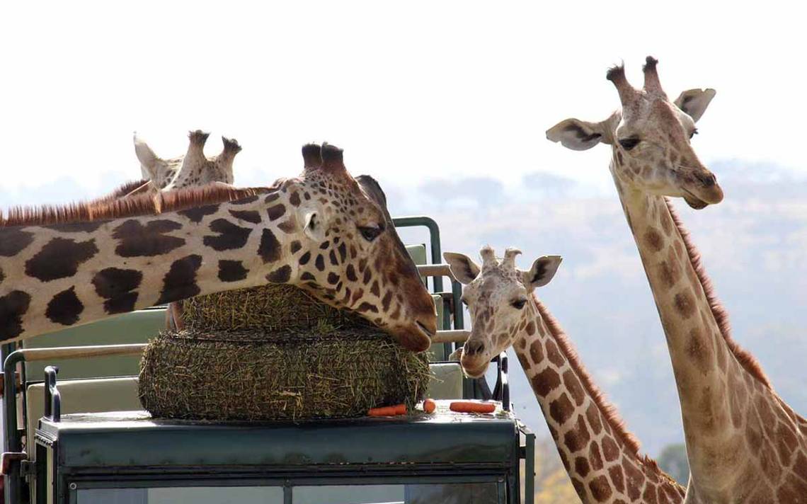 Jirafa Benito Se Integra A Su Manada En El Africam Safari - La Prensa ...